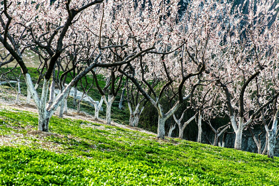 减字木兰花其三,减字木兰花暮春杂咏