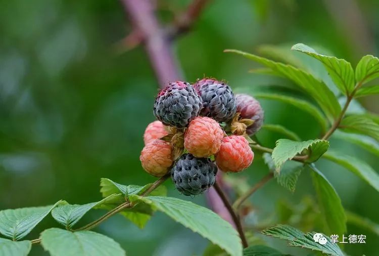 黄泡果熟了,云南特色黄泡