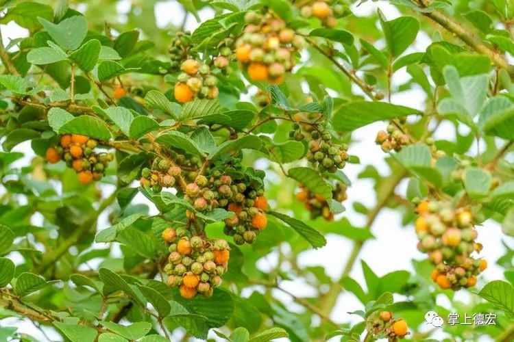 黄泡果熟了,云南特色黄泡