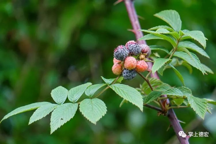 黄泡果熟了,云南特色黄泡