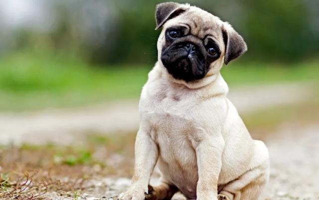 巴哥犬怎么养需要注意什么,巴哥犬好养活吗