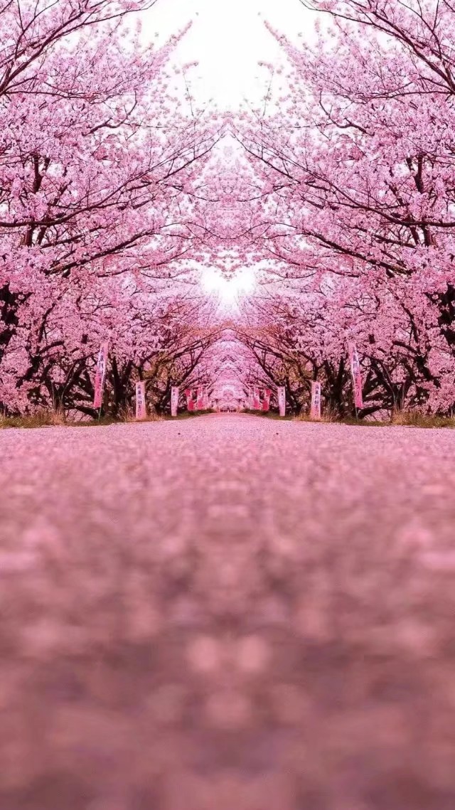 懒人壁纸超清4k,懒人壁纸