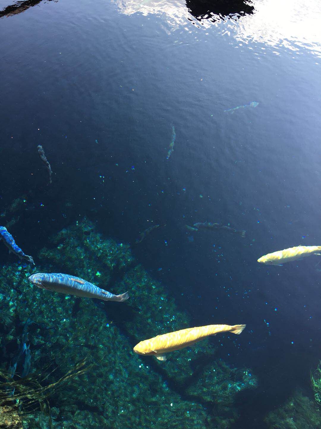 锦鲤鱼缸正确换水方法和技巧,锦鲤鱼缸加盐加药需要换水吗