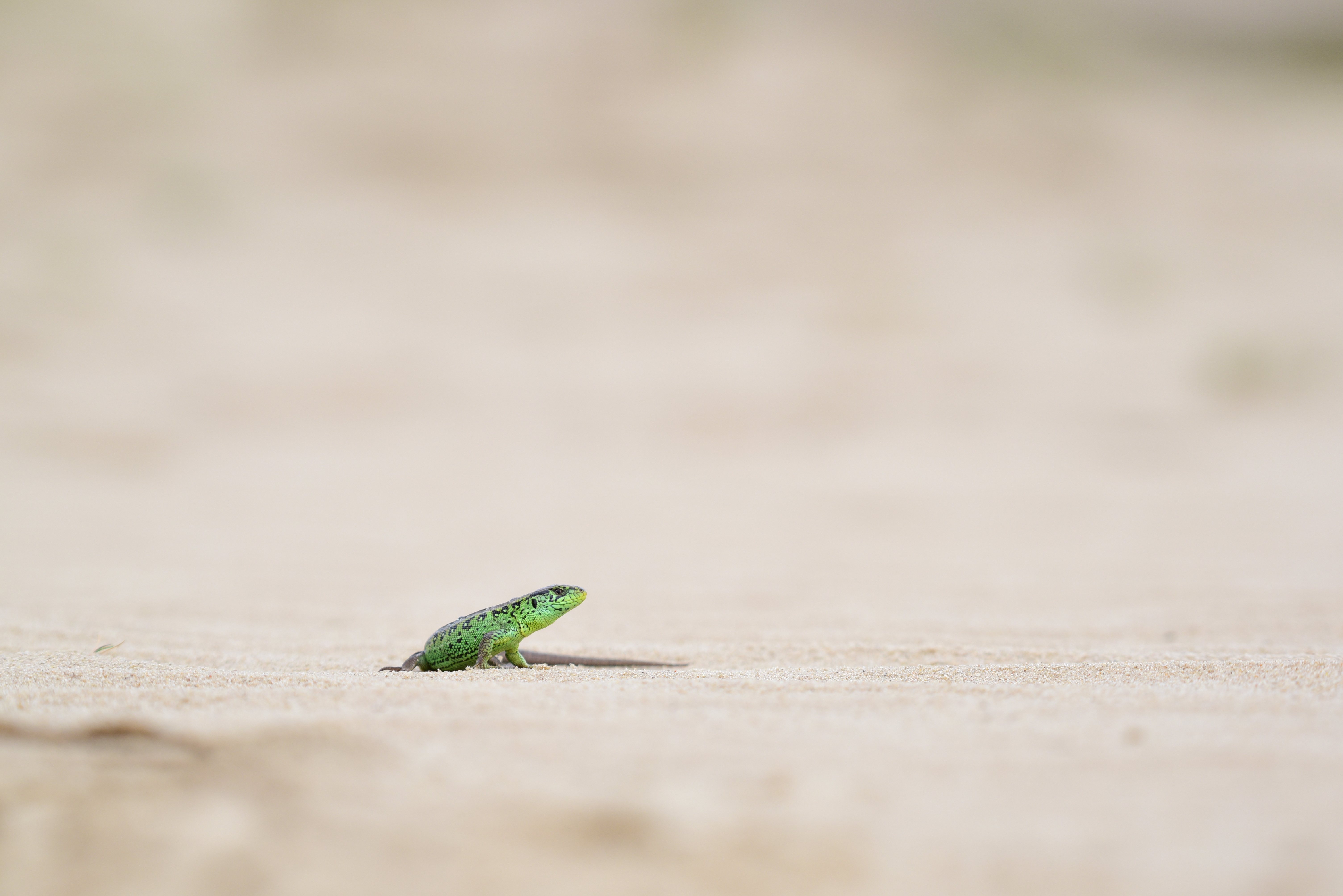 尼康500mmf5.6镜头,尼康200-500f5.6拍鸟