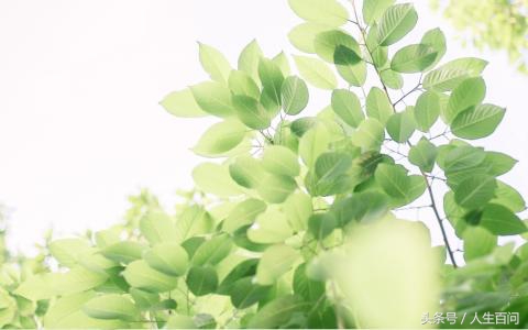 愿年华无伤岁月静好句子,岁月静好年华无伤上一句