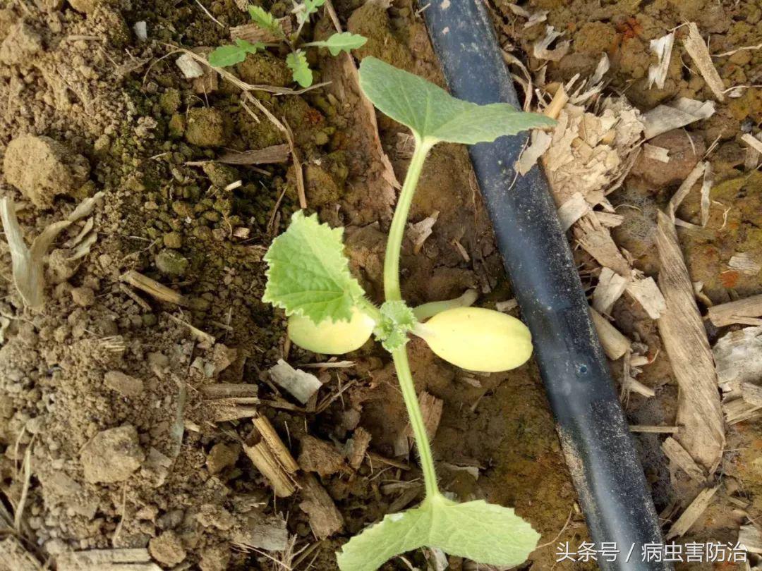 小麦枯萎发黄死苗怎么回事,秧苗移栽后大面积枯萎是什么原因