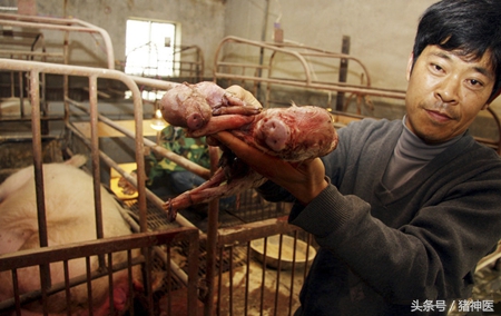 母猪流产的防治措施,母猪流产原因及防治措施