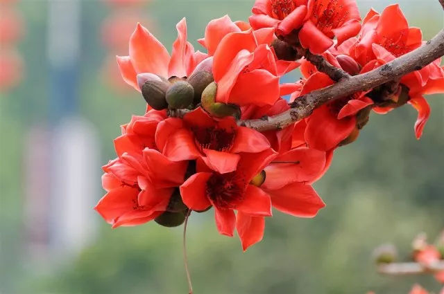 湿气变重怎么办,湿气重身体又上火怎么办