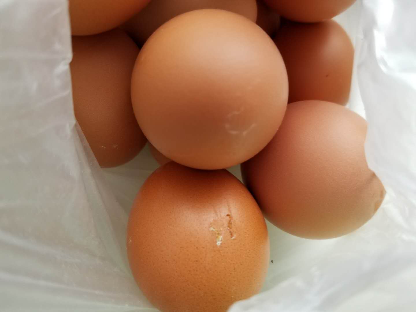 当当狗粮怎么样,当当甜品制作教程