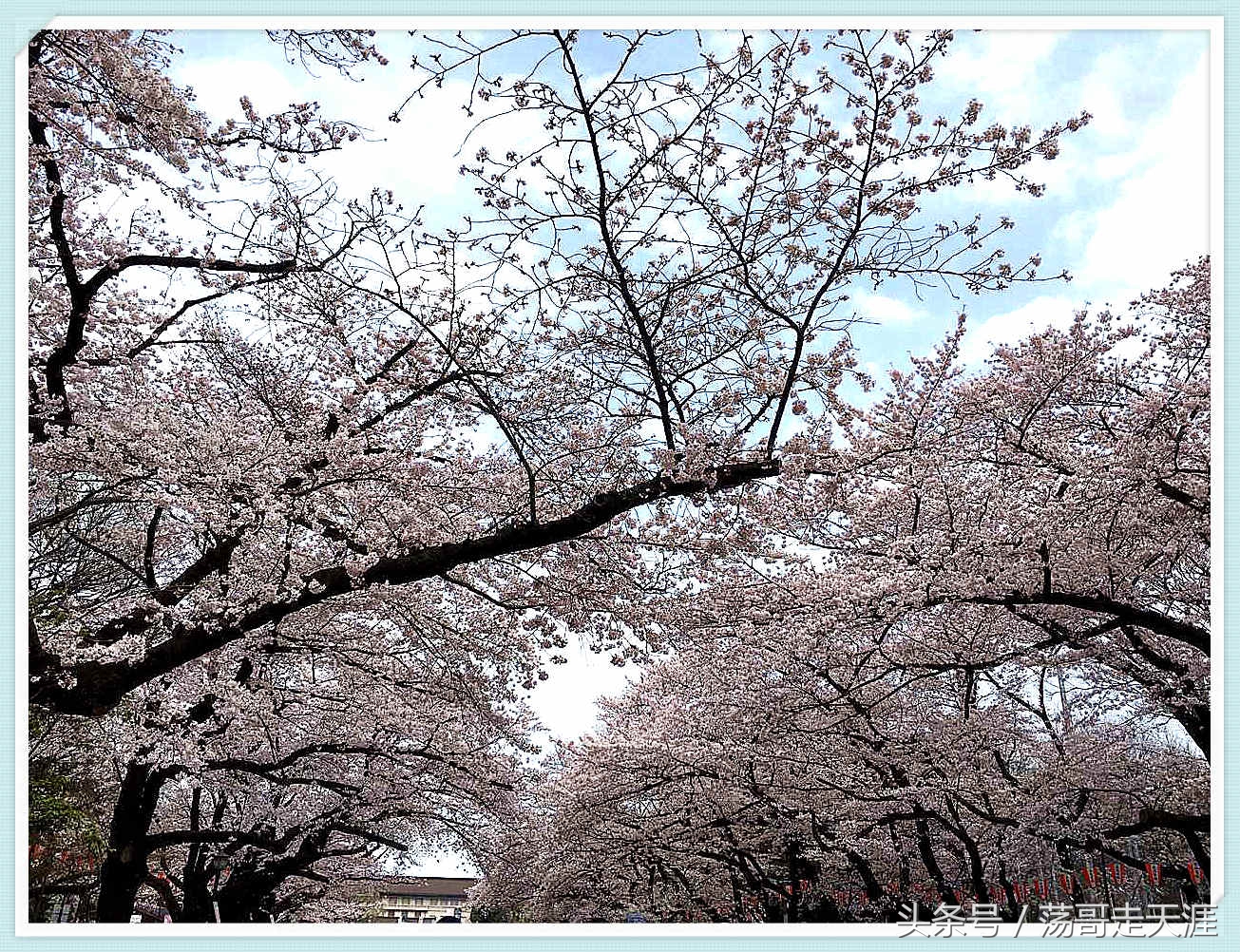 赏樱+美食+泡汤，这才是东京清明节旅游最嗨的打开模式！