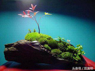 苔藓微景观怎么赚大钱,苔藓微景观能挣钱吗