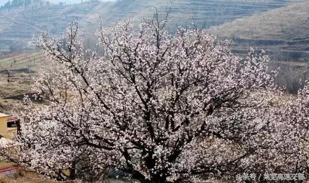 清明游莱芜莲花山,莱芜旅游十大必去景点