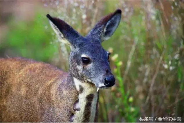 马应龙痔疮膏本来是治什么的,马应龙痔疮膏的作用与功效多少钱