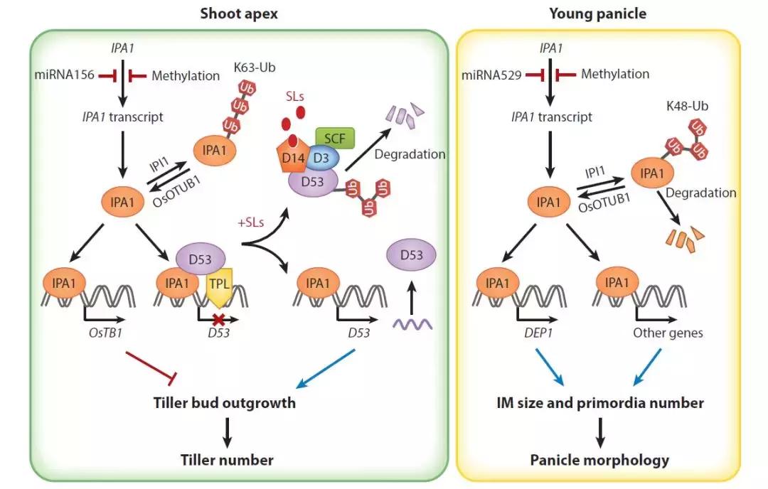 李家洋院士团队发表植物地上株型调控综述文章