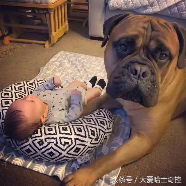 听到小主人哭闹，狗狗叼来最喜欢的玩具，“弟弟别哭，球球给你玩