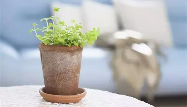 花卉栽不活怎么办,花卉枯萎怎么补救