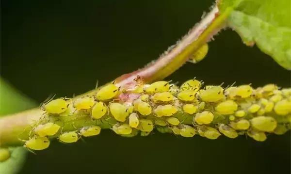 花卉栽不活怎么办,花卉枯萎怎么补救