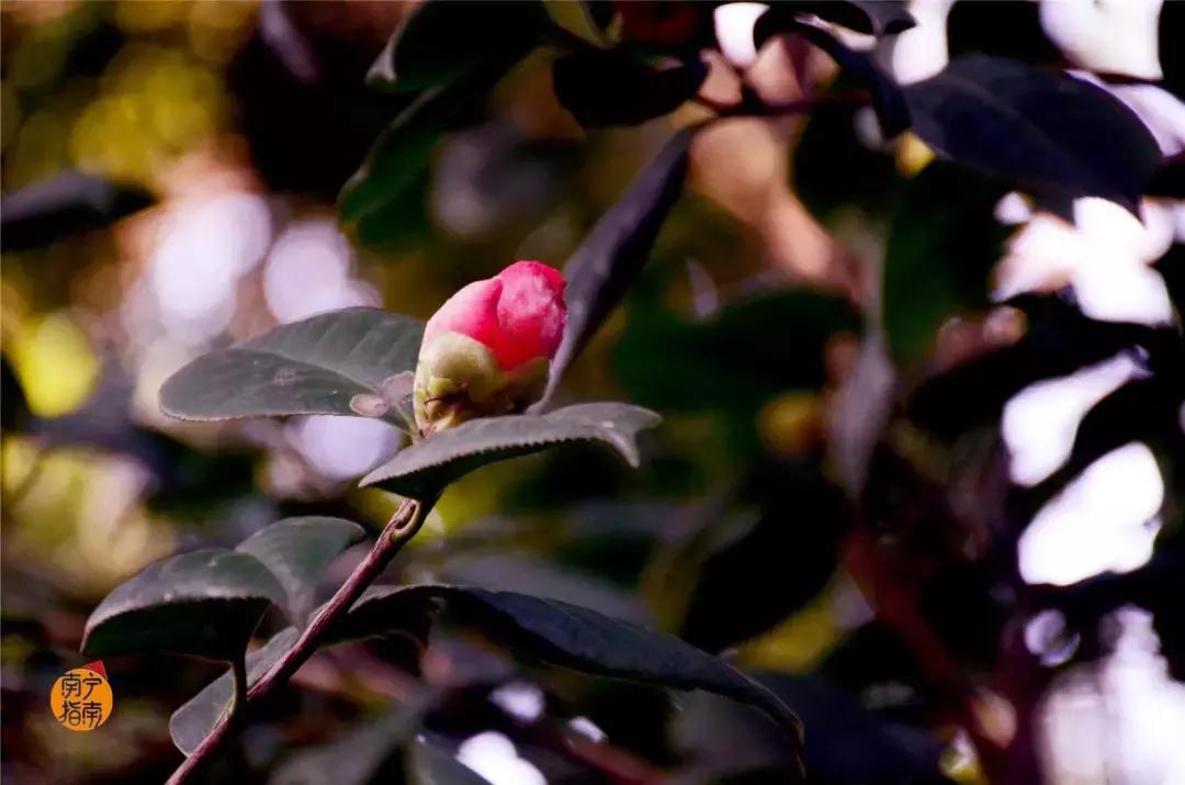 金花茶公园在什么地方,金花茶公园最新消息