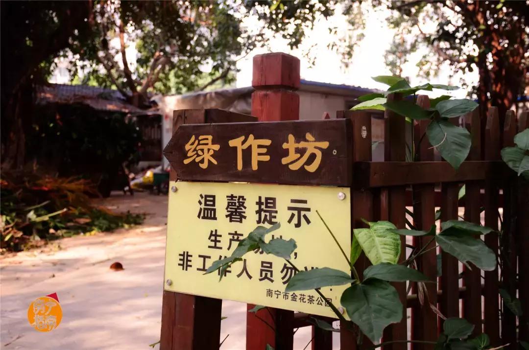 金花茶公园景点,走进金花茶公园
