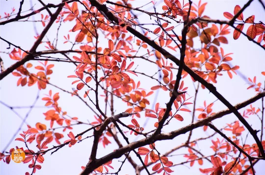 金花茶公园景点,走进金花茶公园