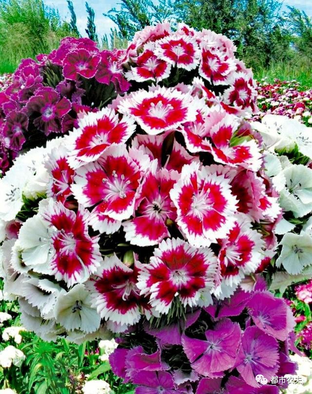 哪些国家的国花是牡丹,为什么中国的国花是牡丹