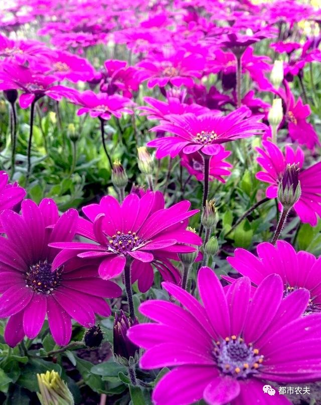 哪些国家的国花是牡丹,为什么中国的国花是牡丹