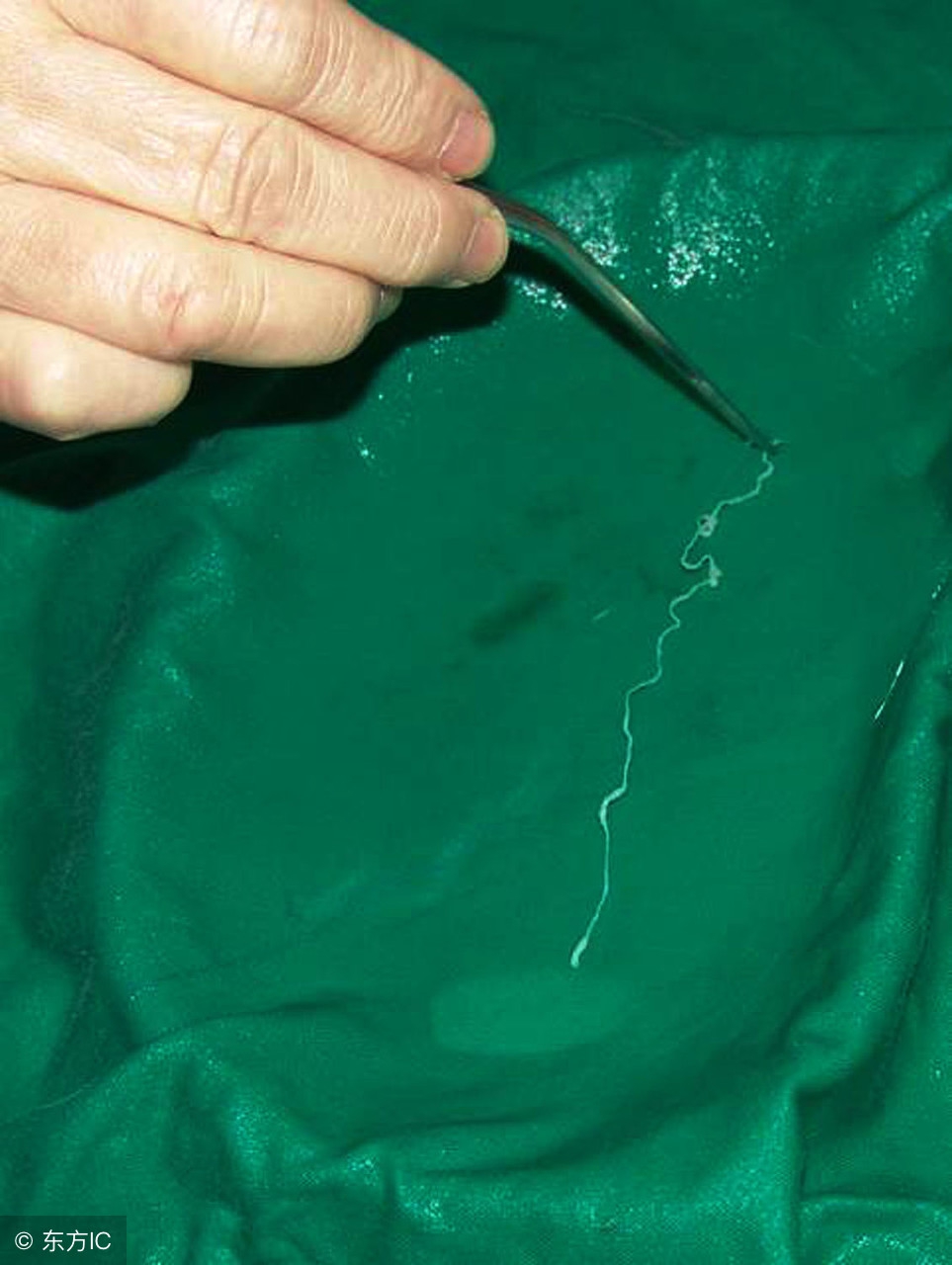 吃活蝌蚪真的能治病吗,吃蝌蚪治病是真的吗