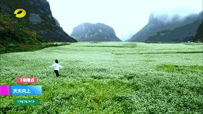 广西最美花海在哪里,广西小众美丽村庄