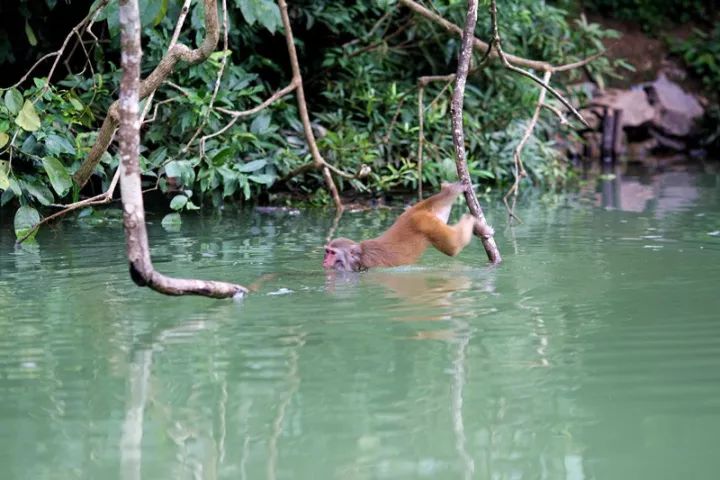 广西最美花海在哪里,广西小众美丽村庄