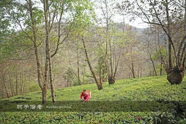 云南沧源靠近哪个国家,云南沧源最好玩的地方