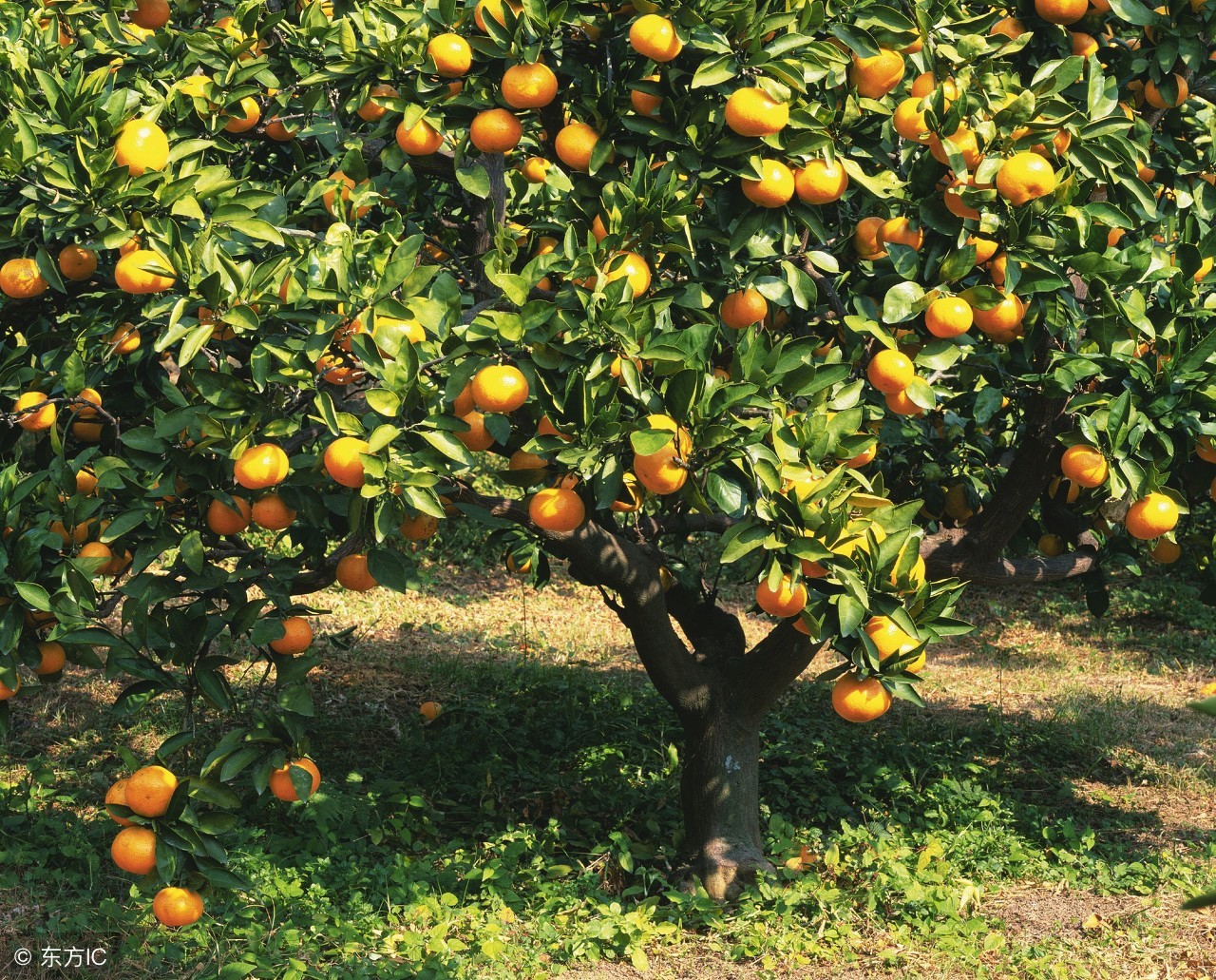 果园选择哪种位置最合适,50平米小果园规划设计最简单方式