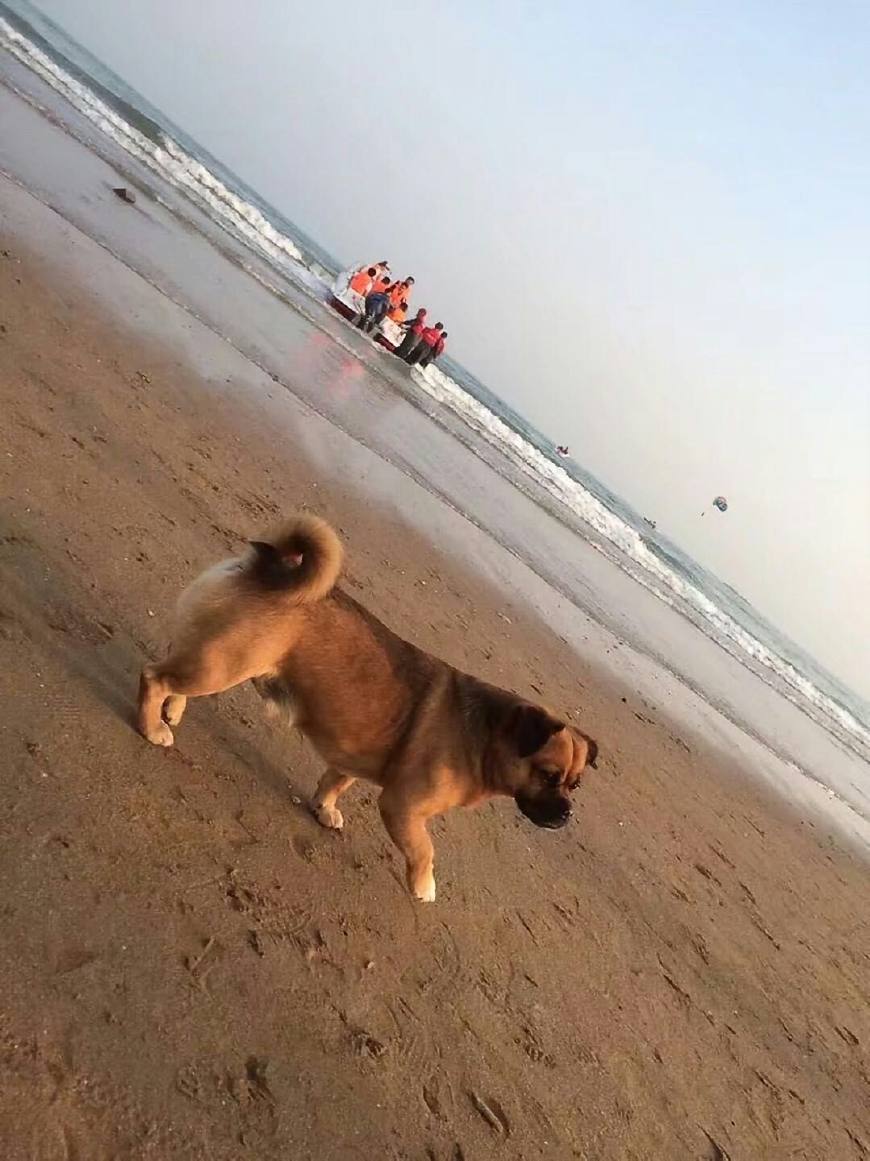 贝灵顿轶闻第七篇