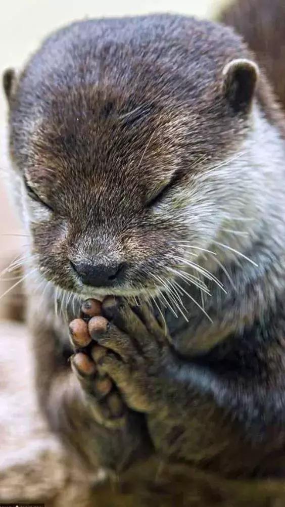 罕见，罕见，太罕见了，99%的人都没见过，忍不住发给你看看！