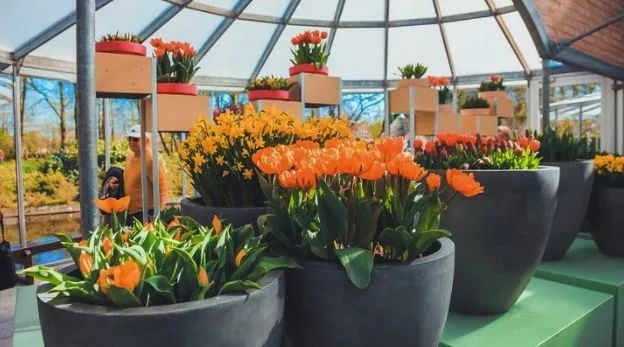 赌博、吸毒、嫖娼？带你重新认识荷兰这座“成人迪士尼”