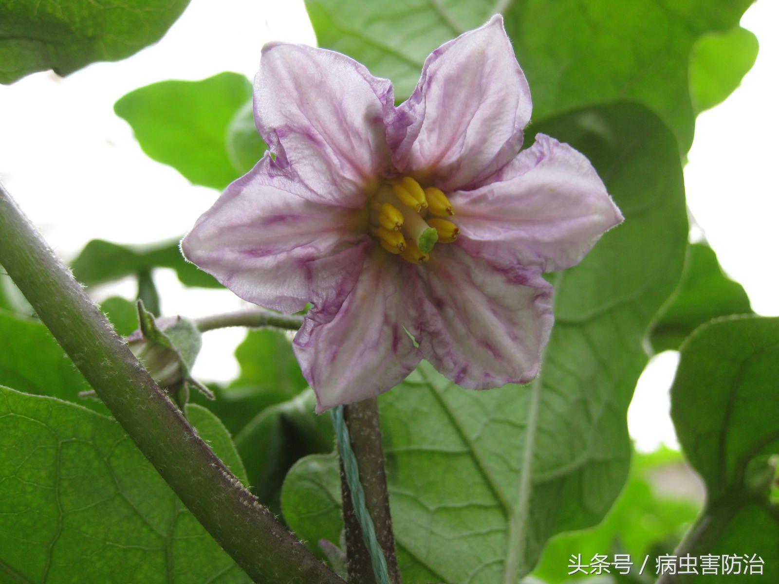 茄子紫花病怎么治疗,茄子得了紫花病毒病怎么处理