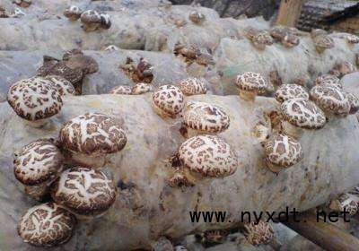 种植食用菌香菇的种植技术与管理,种植香菇技术视频大全