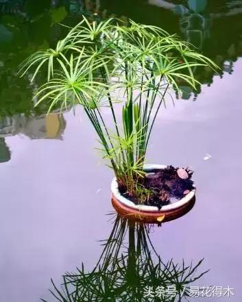 水棕竹,水棕竹如何繁殖