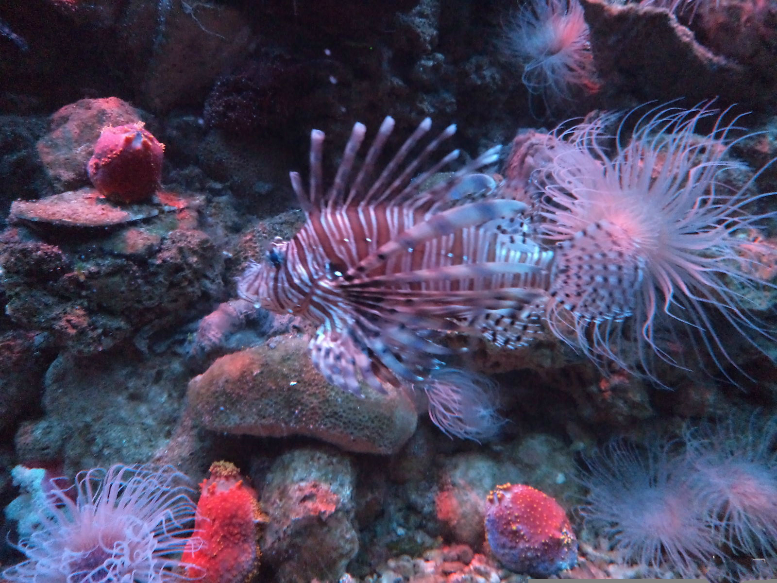 武汉东湖海洋世界项目,海昌极地海洋和东湖海洋