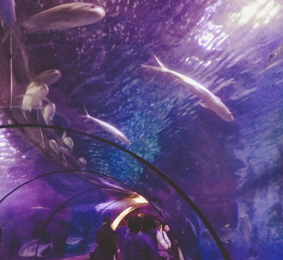 武汉东湖海洋世界项目,海昌极地海洋和东湖海洋