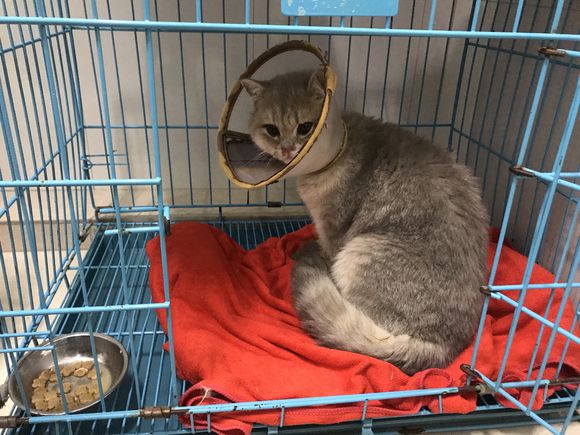 刚买的英短猫不幸得了猫瘟，一天500元的住院费用，只因不忍放弃
