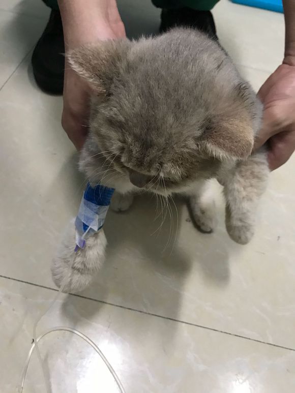 刚买的英短猫不幸得了猫瘟，一天500元的住院费用，只因不忍放弃