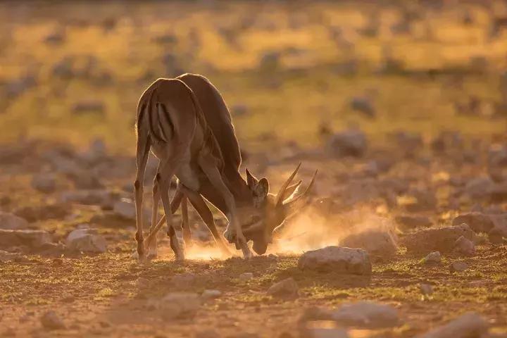 纳米比亚野外生存,纳米比亚沙漠寻食荒野求生
