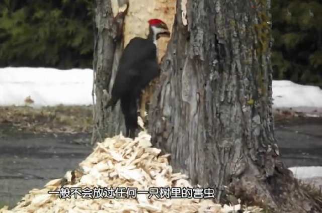 啄木鸟啄坏大树,啄木鸟为了吃虫子把树折空了