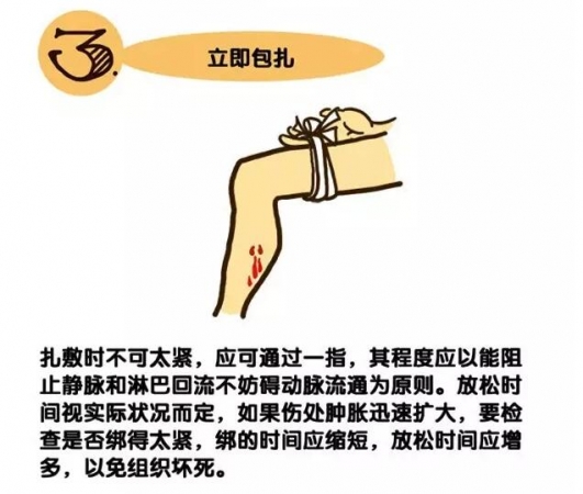 遇到毒蛇怎么办？专业知识还是需要的！