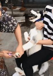 幽默搞笑动图gif图片段子合集地中海发型的吴彦祖谢霆锋宋仲基等