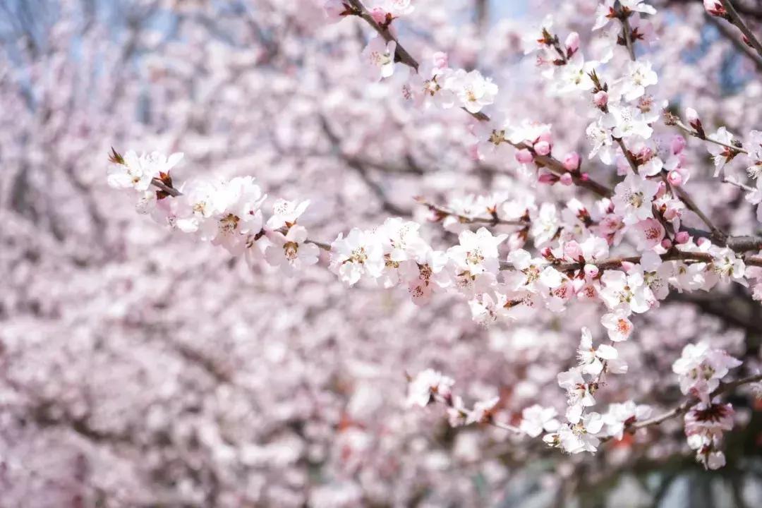 大连高校校花大pk,大连高中校花