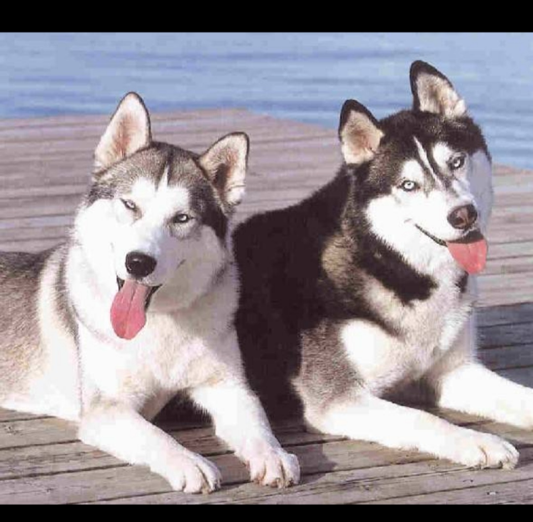 养狗新手小白应该养什么狗,盘点养狗小白必屯的十种物品