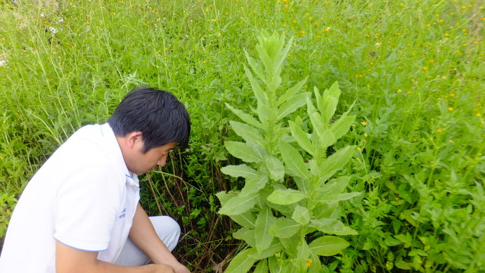 什么草药叶子嚼烂了可以止血,受伤止血最好的十种草药