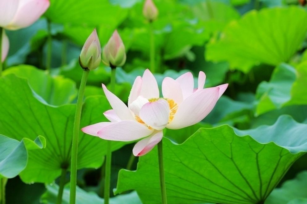 【诗词原创】王月|紫燕翩翩轻剪水桃花一朵又逢春