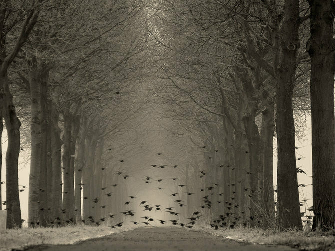 绝美林荫,绝美林荫道创意图片